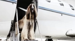 Pas u avionu: kako prevoziti i ono što je potrebno za to